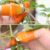 Farm Vegetable Fruit Picker Pickle Pepper